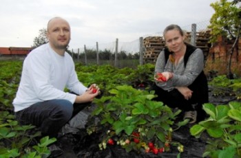 Aktuelno: Uzgajanje jagoda